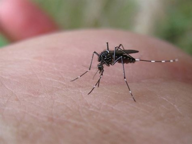 Confirmada primeira morte por dengue neste ano em Pernambuco