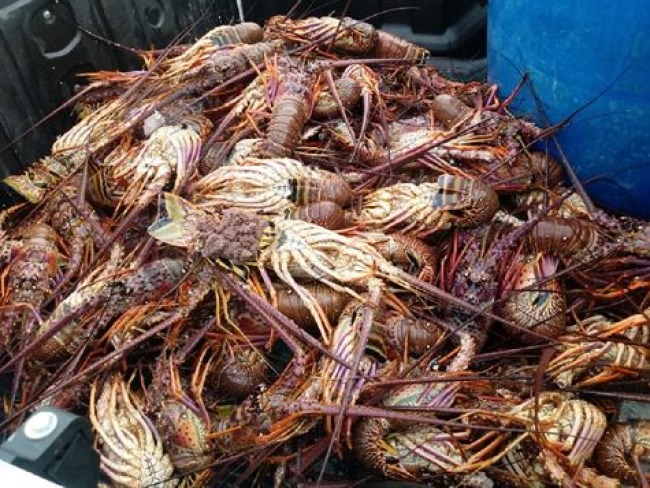Até o momento, não há risco de consumo de frutos do mar, diz ministro