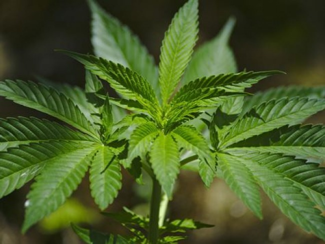 Autorização de Cannabis pela Anvisa vai melhorar tratamento, diz Bolsonaro