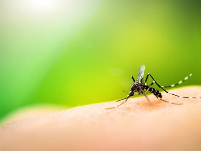 Pernambuco pode ter surto de dengue a partir de março, alerta Ministério da Saúde