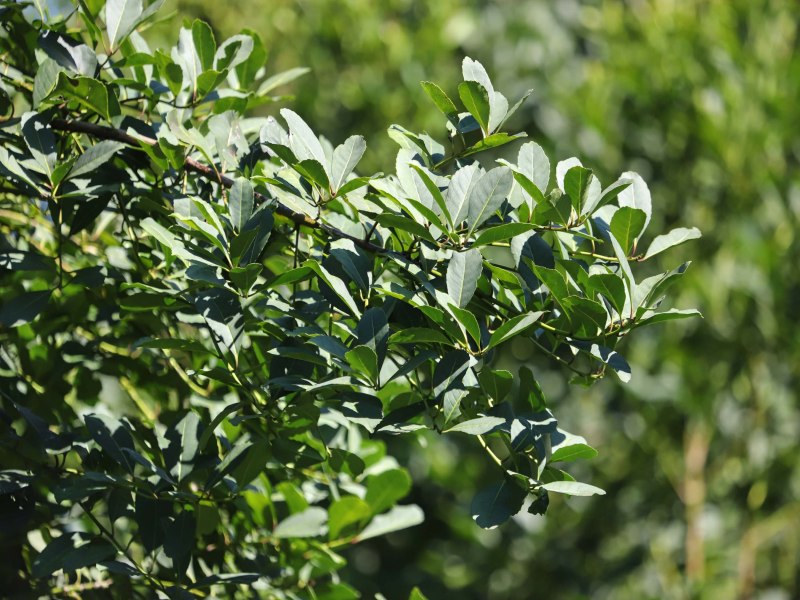 Com protagonismo da erva-mate, Paran  destaque nacional na produo florestal