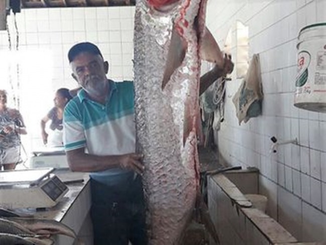 Peixe medindo 1,70m de altura  capturado no Rio So Francisco em Piranhas