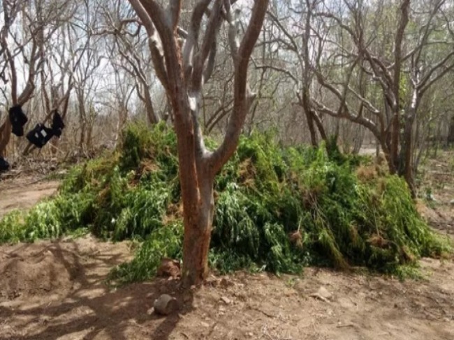 Polcia apreende cerca de 5 mil ps de maconha em Mata Grande, Alagoas