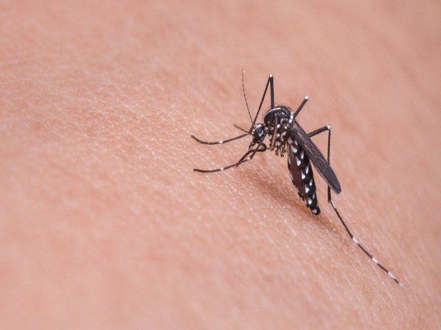 Notificaes de zika vrus aumentam no pas em relao a 2022