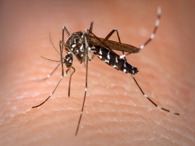 Dengue e chikungunya: Brasil tem alta de casos de infeco com os dois vrus ao mesmo tempo