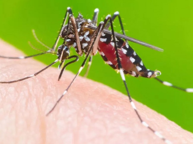 Casos de dengue aumentam 149%