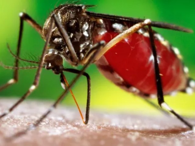 Brasil tem recorde de mortes em decorrência da dengue em 2022