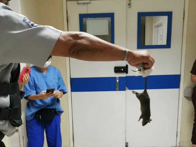 Rato é encontrado na área de recepção de grávidas no Hospital Barão de Lucena