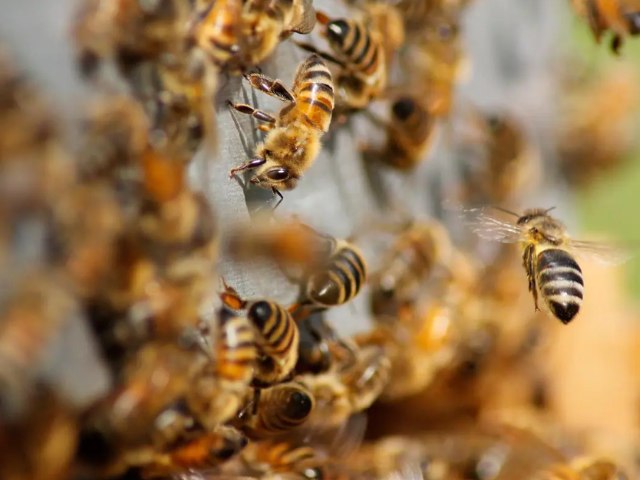 Idoso morre após sofrer ataque de abelhas no Sertão do Pajeú