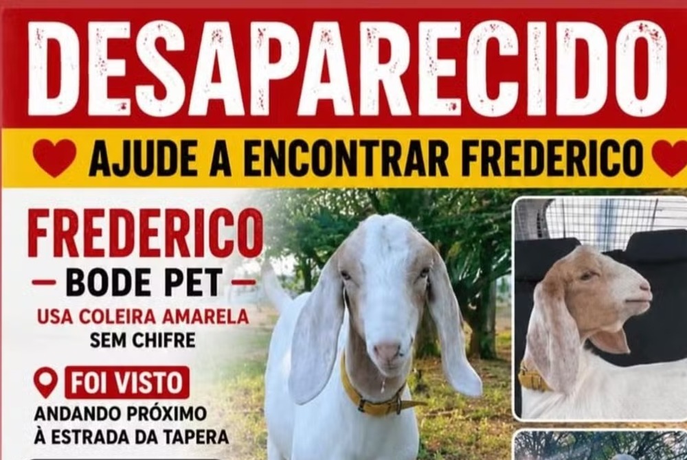 Procura-se Frederico: tutora oferece R$ 2 mil de recompensa por bode desaparecido