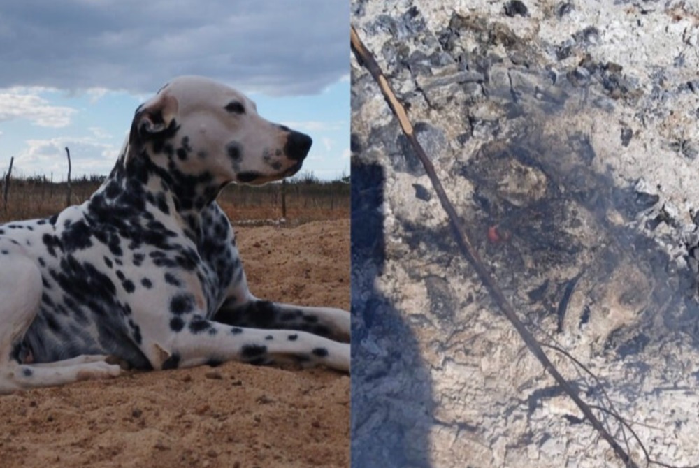 Cachorro � morto a tiro e tem corpo queimado em cidade do Sert�o de Pernambuco