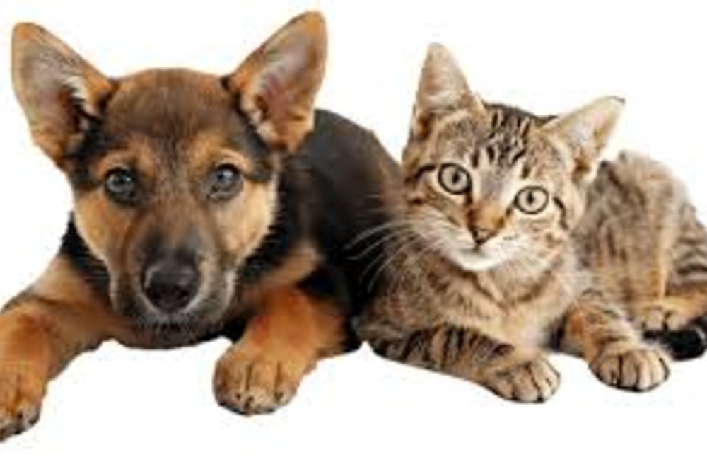 Triunfo amplia prote��o animal e realiza 24 castra��es em junho