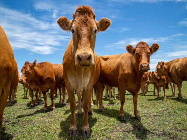?Vaca louca? no Par, governo suspende exportaes de carne  China