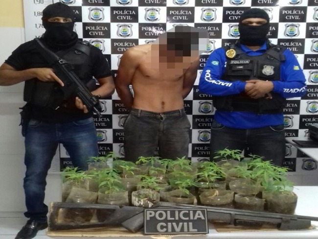 Jovem  preso cultivando 80 ps de maconha dentro de terreno no Sul do Piau