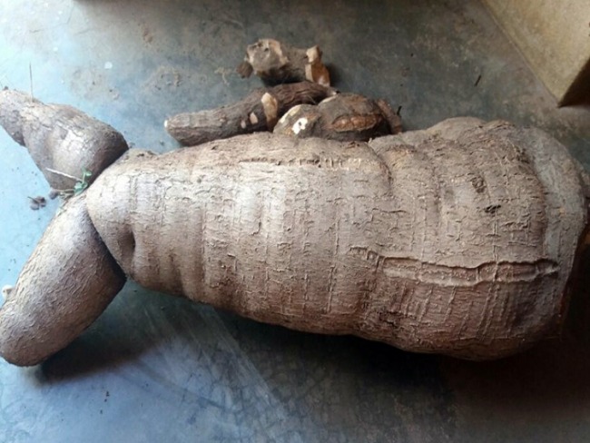 Agricultor colhe macaxeira gigante em municpio do interior do Piau