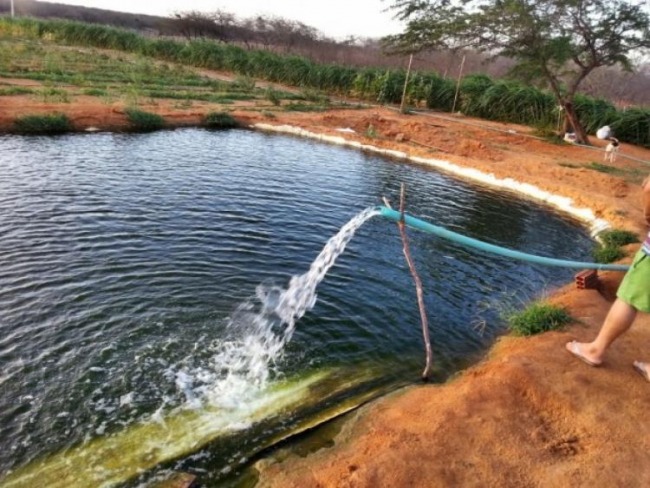 Em Picos, criminosos furtam mil peixes de criatrio