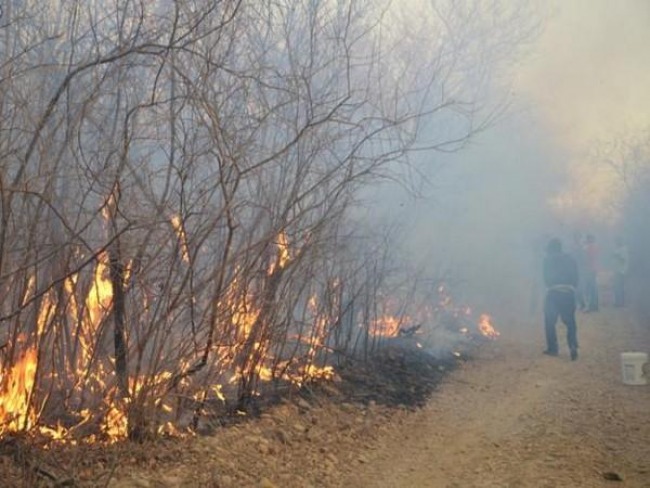 Incndio destri plantaes e prefeitura decreta emergncia no Piau