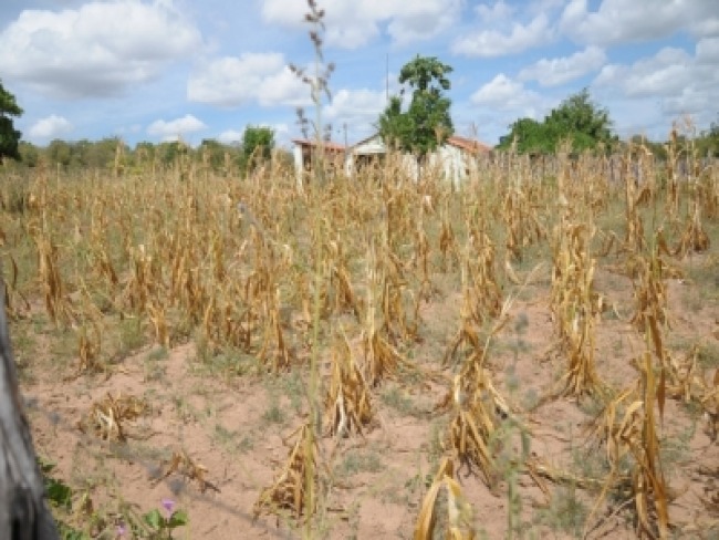 Agricultores piauienses devem receber Garantia-Safra ainda este ms