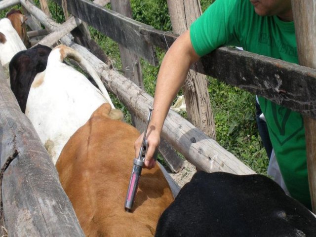 Piau prorroga prazo de vacinao contra febre aftosa por falta de imunizantes