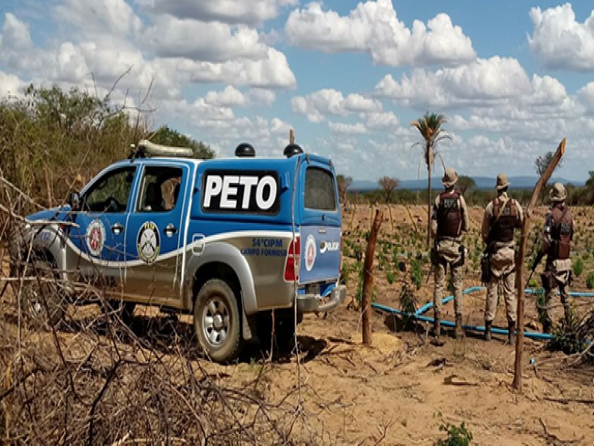 Polcia Militar erradica roa com mais de 120 mil ps de maconha em Campo Formoso 