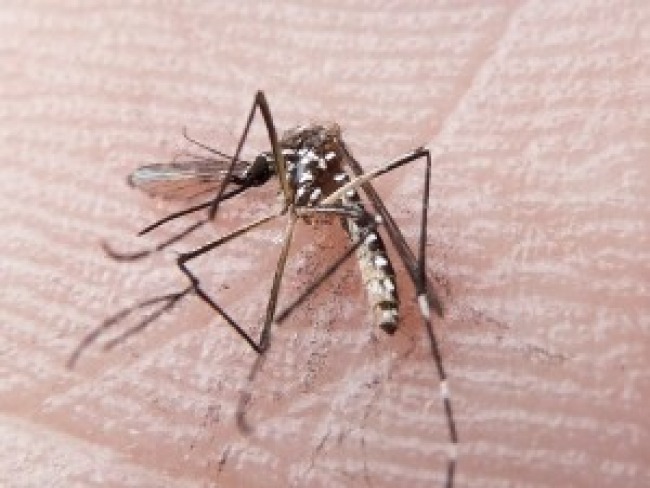 Estado tem trs das dez cidades com mais risco de Aedes Aegypti