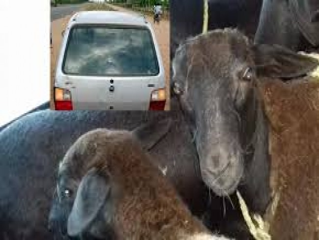 Homem  preso em flagrante com 5 ovelhas furtadas dentro de carro de passeio na Bahia