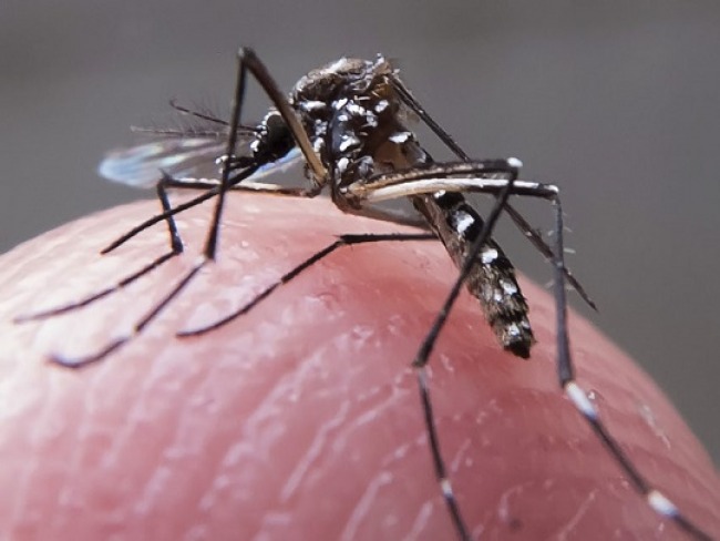 Bahia emite alerta aps 400 casos de dengue no incio de 2019