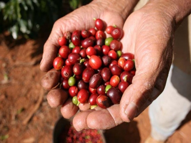 Caf da Chapada Diamantina  eleito o melhor do Brasil