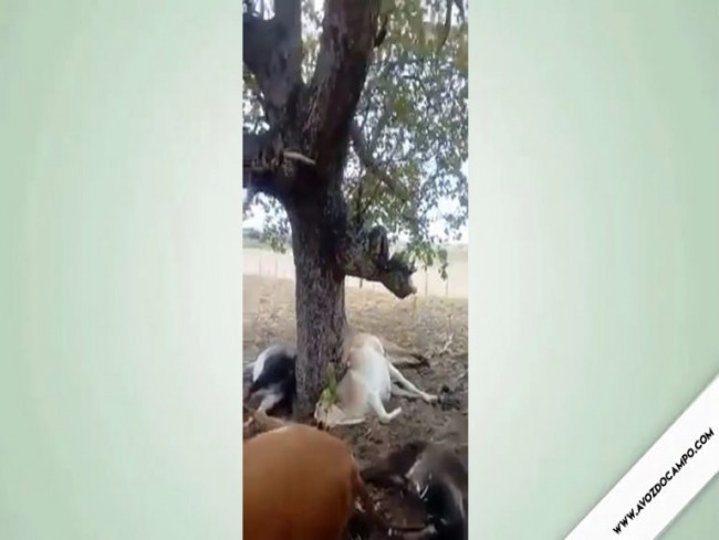 Assista: Raio atinge fazenda e mata seis animais em gua Fria