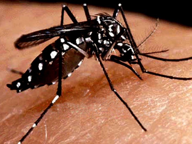 Bahia emite alerta sobre aumento de 301% nos casos de Dengue em 2019