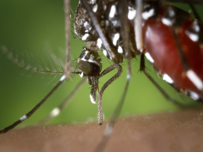 Msica eletrnica reduz picadas e reproduo do mosquito Aedes aegypti, aponta estudo