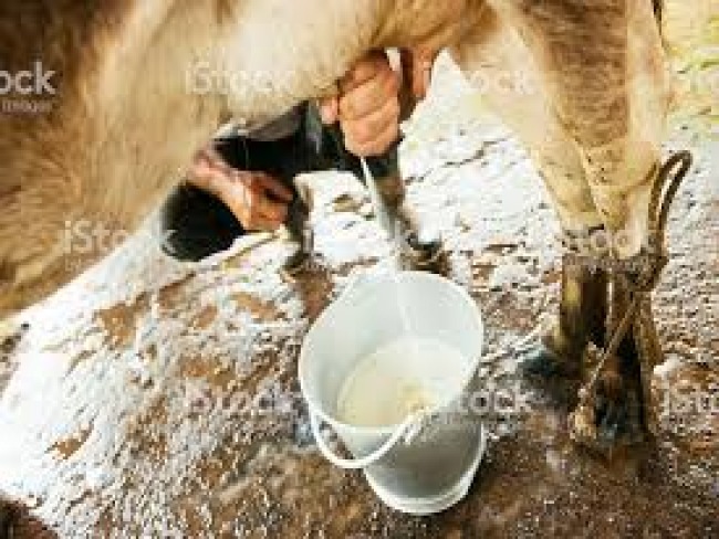 Ladres tiram leite de vacas no curral e trocam cadeado de propriedade rural