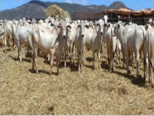 OPERAO CONJUNTA RECUPERA GADO FURTADO EM VRZEA DA ROA