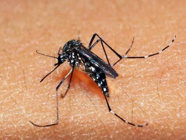 Mosquitos transgnicos liberados em Jacobina conseguiram se reproduzir e geraram populaes hbridas, alerta pesquisa.