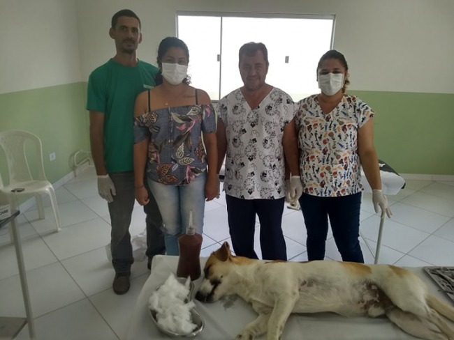 Prefeitura de Capim Grosso realiza mutiro de castrao de animais de rua