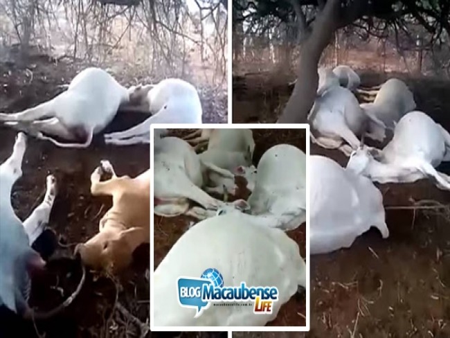 Lapa-BA: Durante forte chuva queda de raio mata 11 cabeas de gado. VDEO