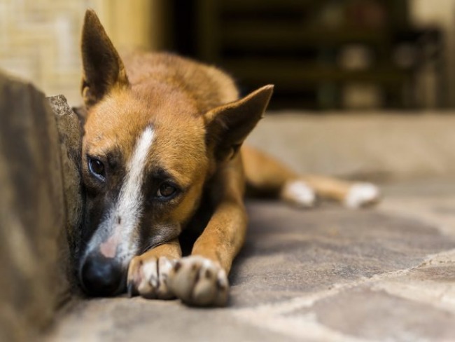 Campanha Dezembro Verde alerta sobre conduta criminosa de abandono de animais