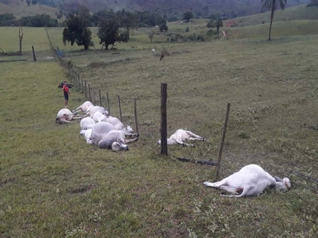 Raio atinge fazenda e mata 16 animais em Itabela, no sul da Bahia