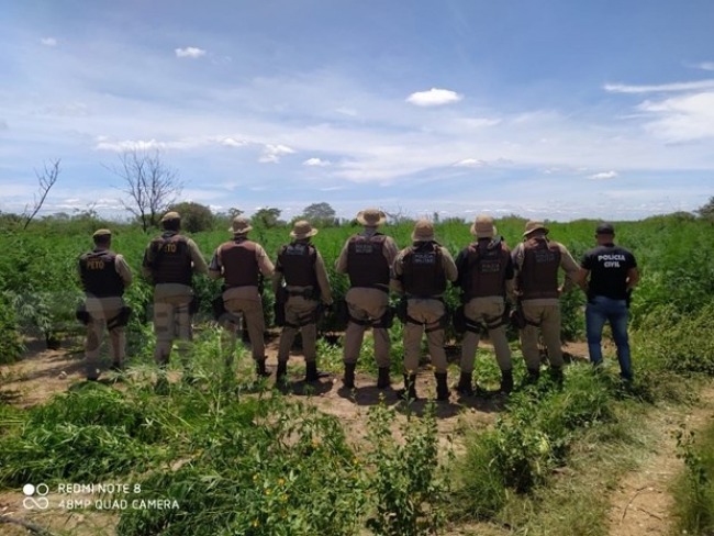 24 CIPM erradica boca de trfico, identificando propriedade rural com cerca de 190 mil ps de maconha na regio de Ourolndia-BA.