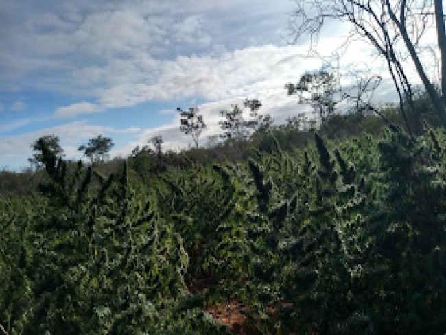 24 CIPM arrebenta boca de trfico e destri plantao de cerca de 126 mil ps de maconha na zona rural de Mirangaba