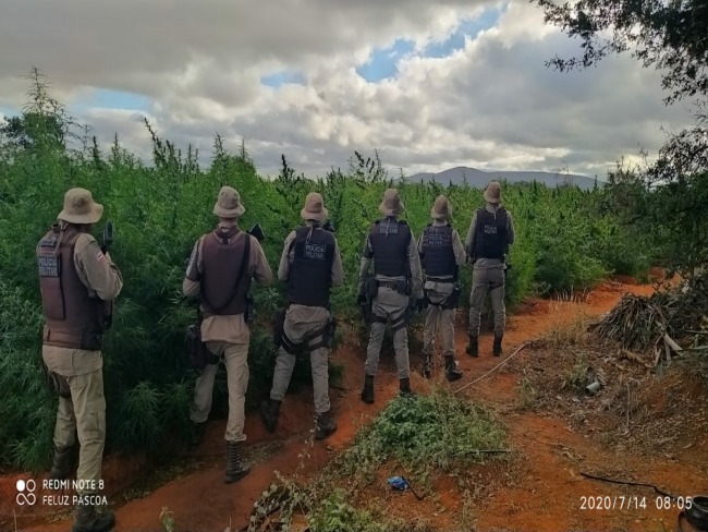 24 CIPM arrebenta boca de trfico, e erradica roa com cerca de 200 mil ps de maconha na regio de Mirangaba