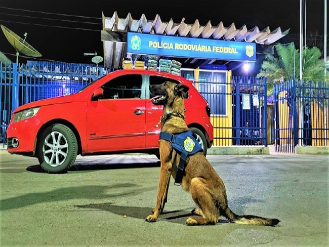 PRF na Bahia recebe cadela K9 Ruth para auxiliar nas aes de combate  criminalidade no estado