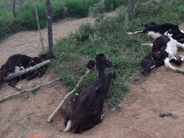 Animais so mortos com requintes de crueldade em Vrzea do Poo, outros foram roubados  
