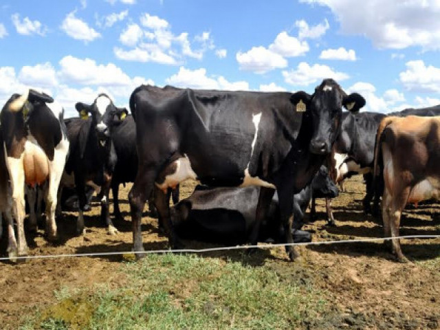Dono de touro  condenado a pagar R$ 10 mil aps animal invadir propriedade e fecundar vacas