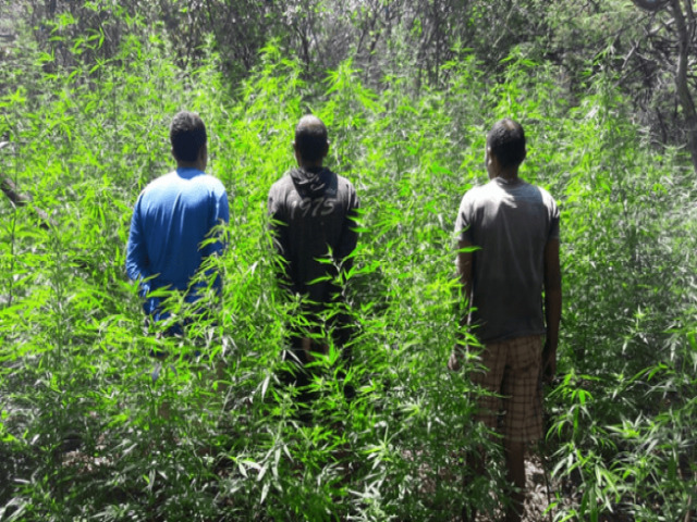 Polcia Militar prende trs homens em plantao de maconha em Casa Nova