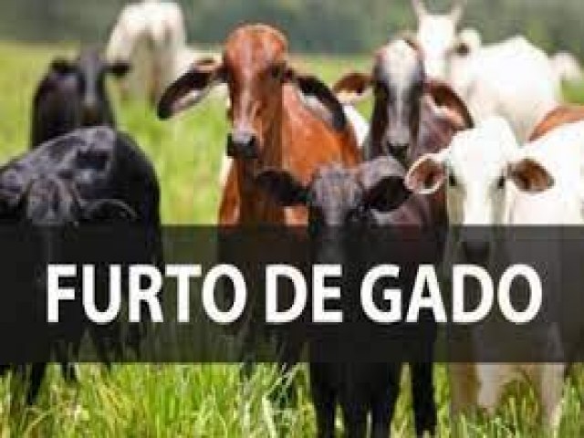 Dez cabeas de gado so furtadas em Capim Grosso