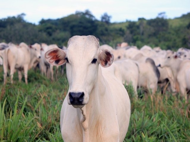 Agricultura confirma casos de vaca louca em frigorficos de MG e MT