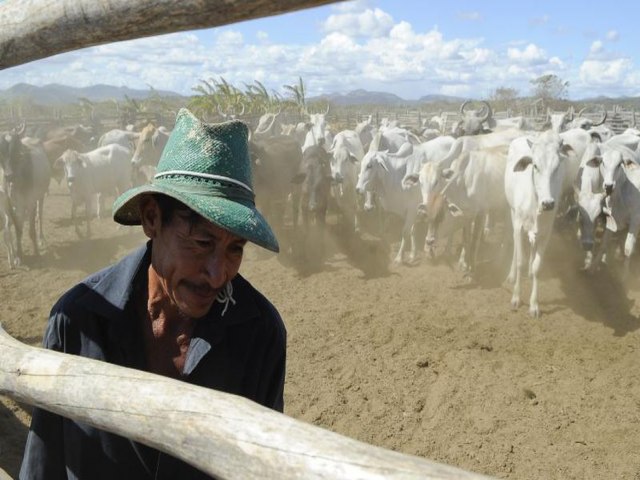 Brasil inicia 2 etapa da campanha de vacinao contra febre aftosa