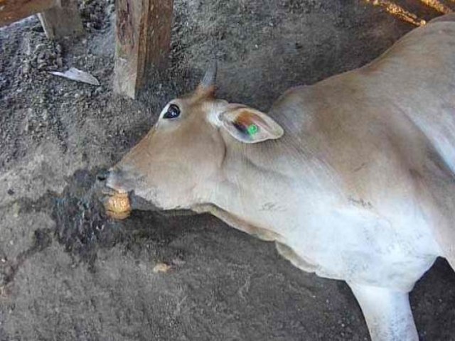 Raiva bovina  confirmada em animal na zona rural de Miguel Calmon
