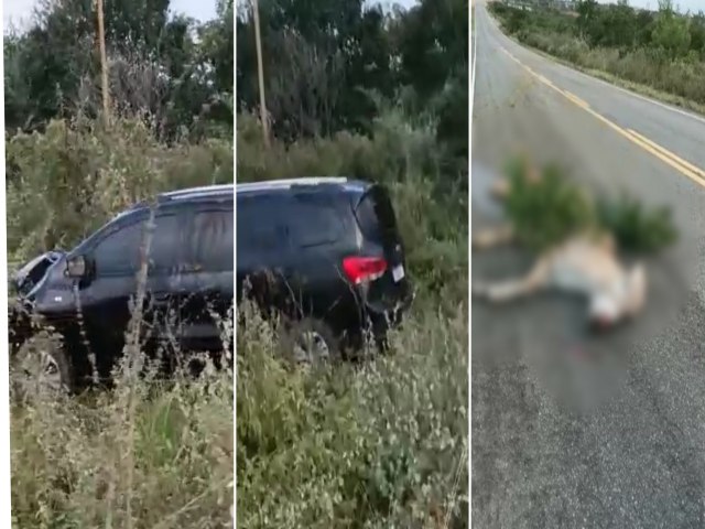 Carro colide com animal na pista no municpio de Miguel Calmon-BA